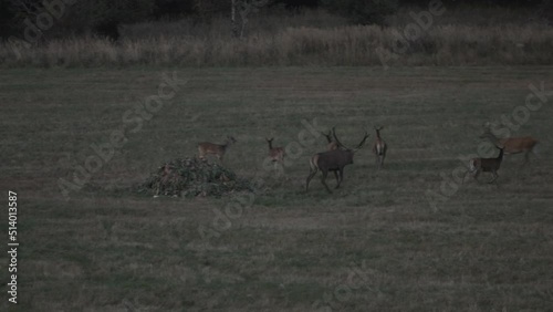 group of deer