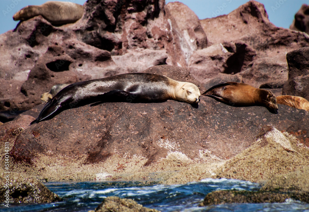 Fototapeta premium Giant sea lions lying on the rocks. The largest reproductive colonies live in the protected biosphere reserve on San Rafaelito, Espiritu Santo Island in the Sea of Cortes, Baja California Sur, Mexico.