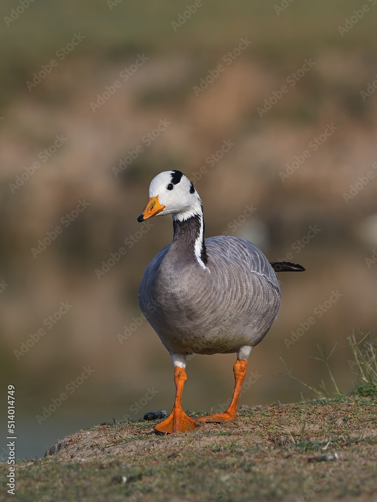 Bar-headed Goose