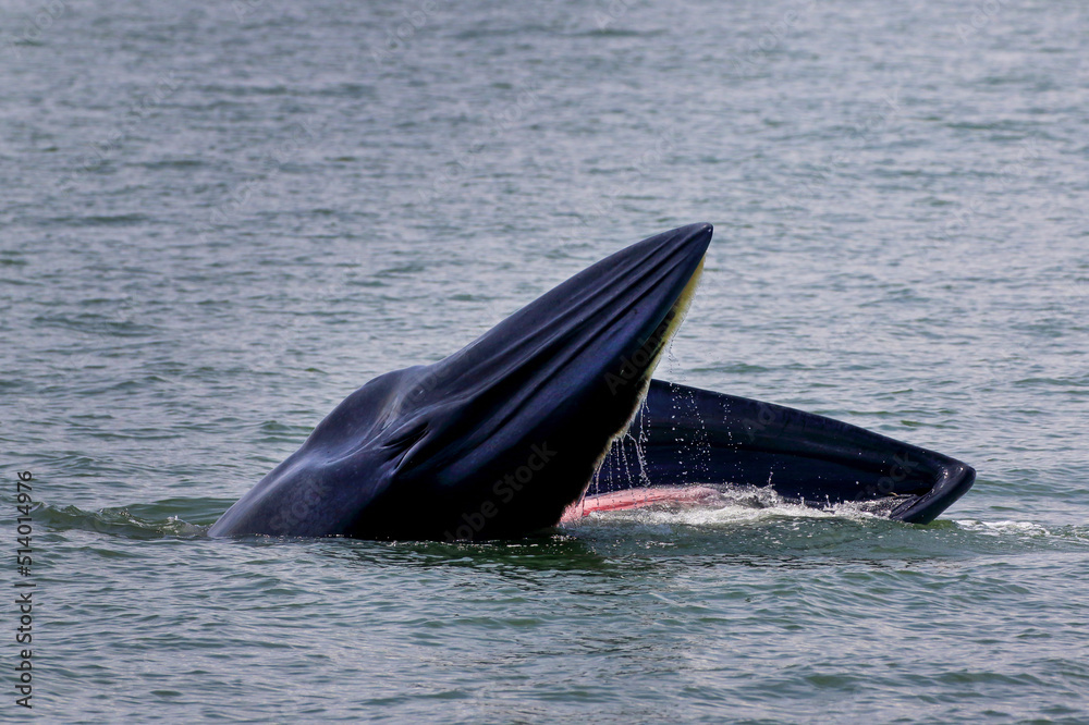 Fototapeta premium Bryde’s whale forage small fish in the gulf of Thailand
