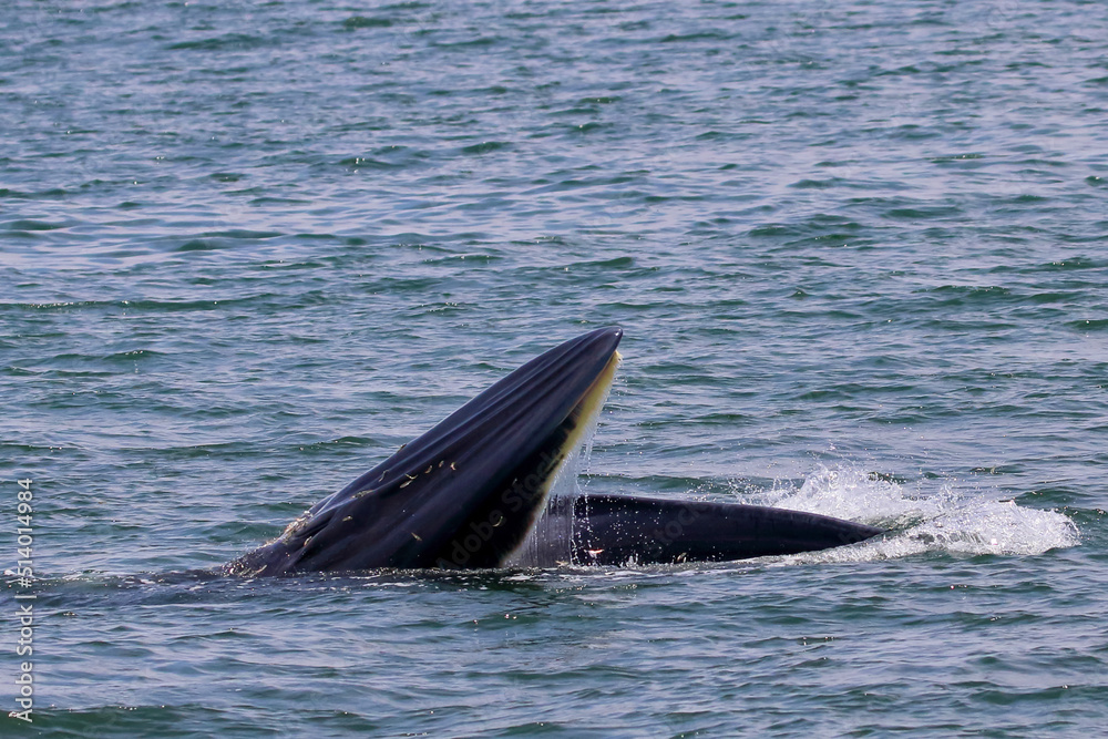 Fototapeta premium Bryde’s whale forage small fish in the gulf of Thailand