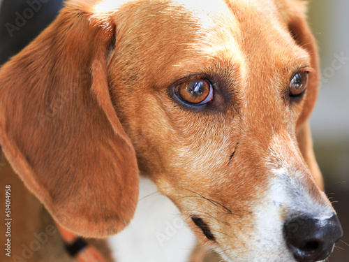Foxhound Closeup