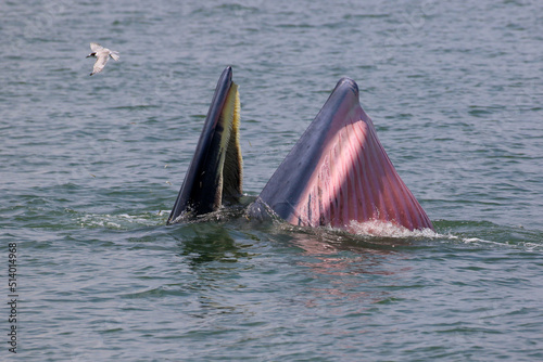 Bryde’s whale forage small fish in the gulf of Thailand photo