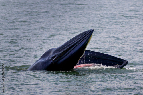 Bryde’s whale forage small fish in the gulf of Thailand