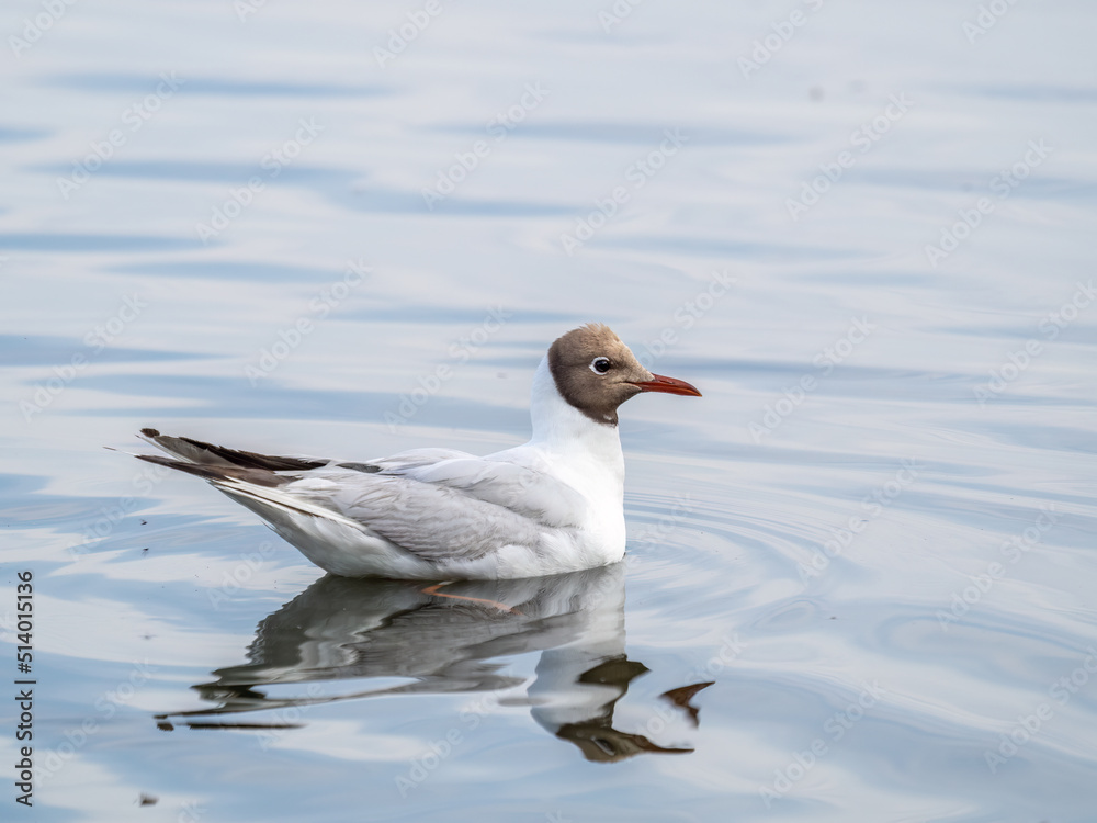 The black-headed gull, lat. Chroicocephalus ridibundus, swimming in a lake The black-headed gull, lat. Chroicocephalus ridibundus, swimming in a lake