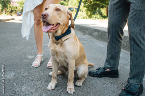 Bride and groom with Labrador dog at wedding celebration.