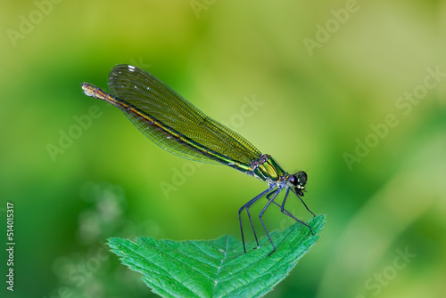 Damselfly banded demoiselle female with food. Sitting on a leaf, closeup. Blurred natural light background, copy space. Genus species Calopteryx splendens.