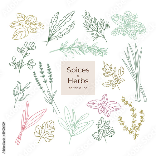 Set of spicy herbs editable line Oregano, Fenugreek, Rosemary, Mint, Arugula, Thyme, Parsley, Lavender, Tarragon, Basil, Dill, Scallion, Cheremsha, Cilantro, Sage, Lovage. . Vector illustration