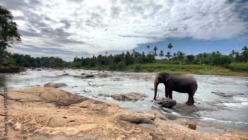 Lonely young elephant standing on rocky river bank wide angle shot. Sri Lankan elephant is a subspecies of the Asian elephant. 4K footage in Pinnawala Elephant Orphanage. photo