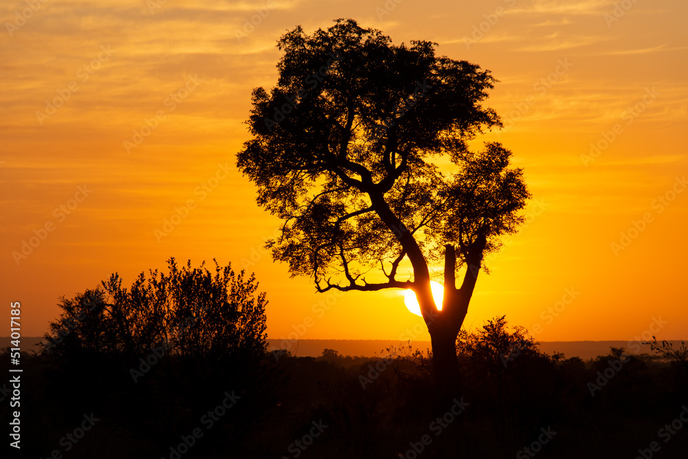 Lever du jour, lever du soleil, Parc national Kruger, Afrique du Sud Lever du jour, lever du soleil, Parc national Kruger, Afrique du Sud