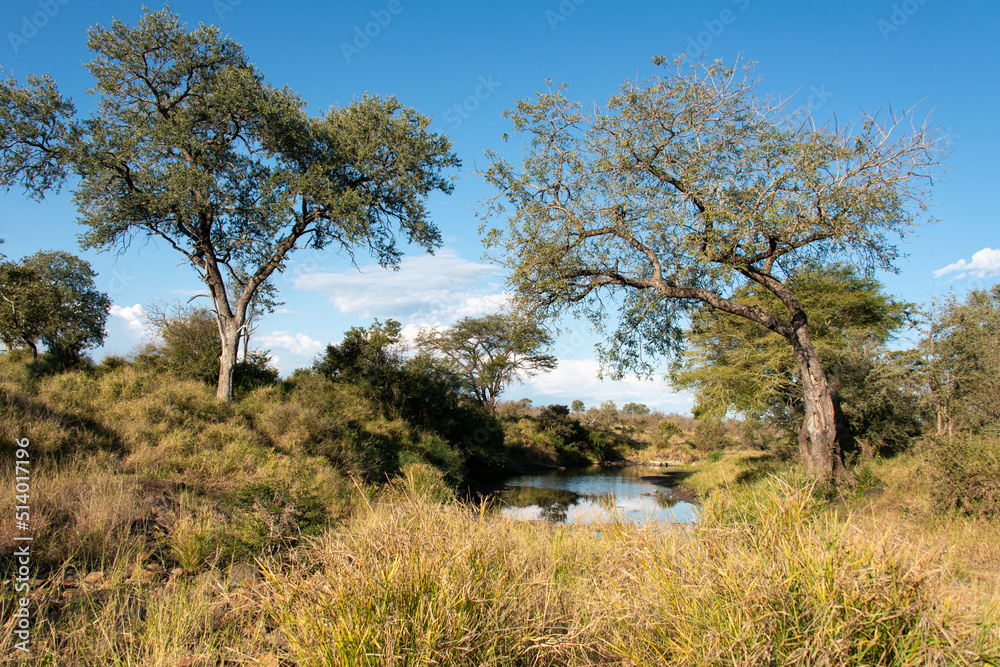 Savane, Parc national Kruger, Afrique du Sud Savane, Parc national Kruger, Afrique du Sud