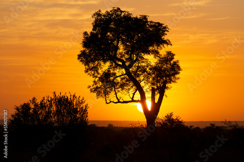 Lever du jour  lever du soleil  Parc national Kruger  Afrique du Sud