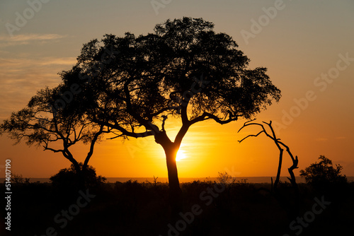 Lever du jour, lever du soleil, Parc national Kruger, Afrique du Sud