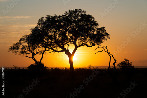 Lever du jour, lever du soleil, Parc national Kruger, Afrique du Sud © JAG IMAGES