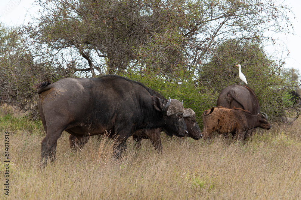 Obraz premium Buffle d'Afrique, Syncerus caffer, Parc national Kruger, Afrique du Sud