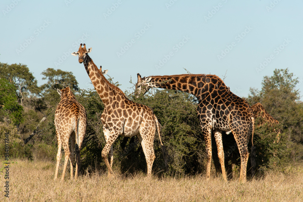 Girafe, Giraffa Camelopardalis, Parc national Kruger, Afrique du Sud Girafe, Giraffa Camelopardalis, Parc national Kruger, Afrique du Sud