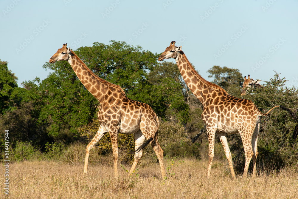 Obraz premium Girafe, Giraffa Camelopardalis, Parc national Kruger, Afrique du Sud