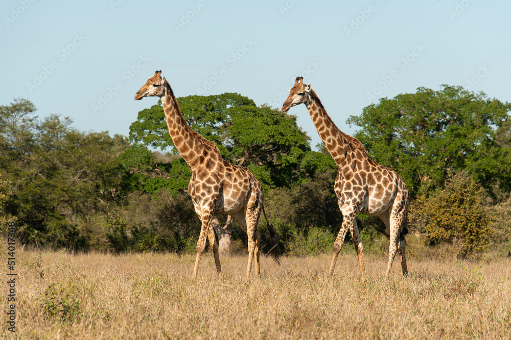 Obraz premium Girafe, Giraffa Camelopardalis, Parc national Kruger, Afrique du Sud