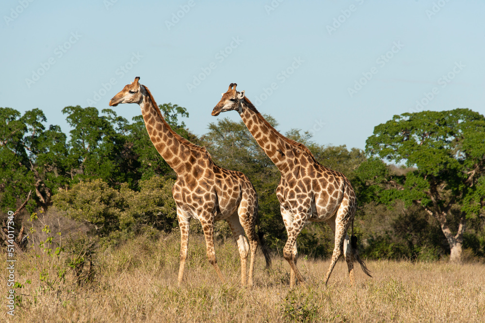Girafe, Giraffa Camelopardalis, Parc national Kruger, Afrique du Sud Girafe, Giraffa Camelopardalis, Parc national Kruger, Afrique du Sud