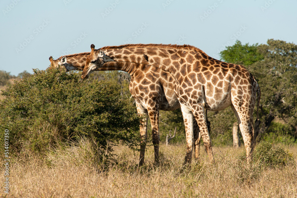 Girafe, Giraffa Camelopardalis, Parc national Kruger, Afrique du Sud