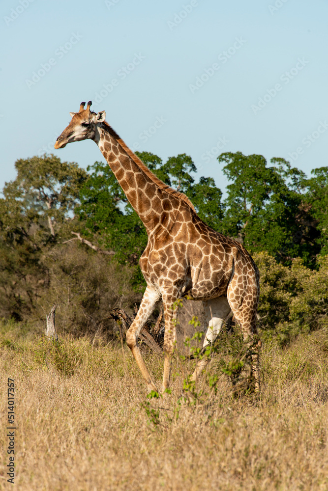 Fototapeta premium Girafe, Giraffa Camelopardalis, Parc national Kruger, Afrique du Sud