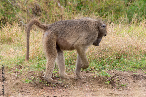 Babouin chacma, Papio ursinus , chacma baboon, Parc national Kruger, Afrique du Sud