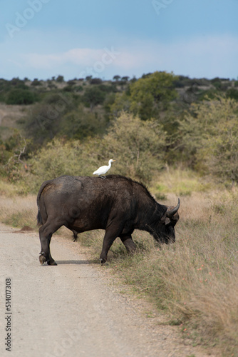 Buffle d Afrique  Syncerus caffer  Parc national Kruger  Afrique du Sud