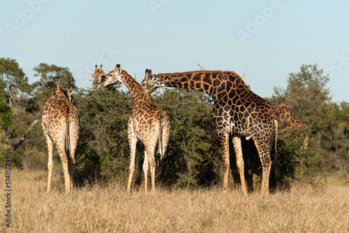 Girafe  Giraffa Camelopardalis  Parc national Kruger  Afrique du Sud