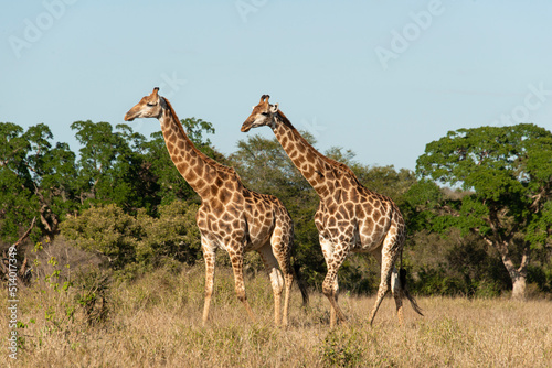 Girafe, Giraffa Camelopardalis, Parc national Kruger, Afrique du Sud © JAG IMAGES
