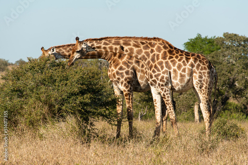 Girafe  Giraffa Camelopardalis  Parc national Kruger  Afrique du Sud