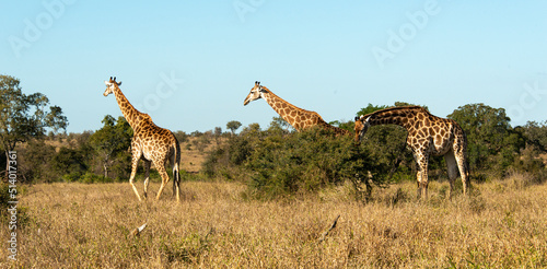 Girafe  Giraffa Camelopardalis  Parc national Kruger  Afrique du Sud