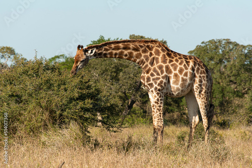 Girafe  Giraffa Camelopardalis  Parc national Kruger  Afrique du Sud