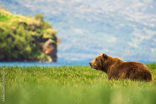 Brown Bear in the Grass photo