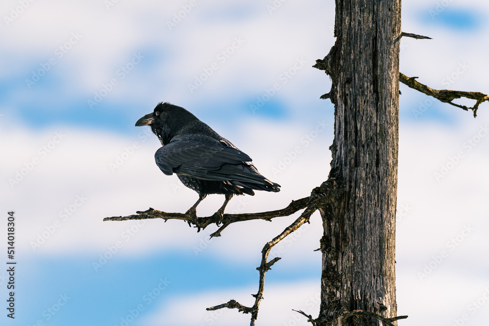 Raven on a Tree Stock Photo | Adobe Stock