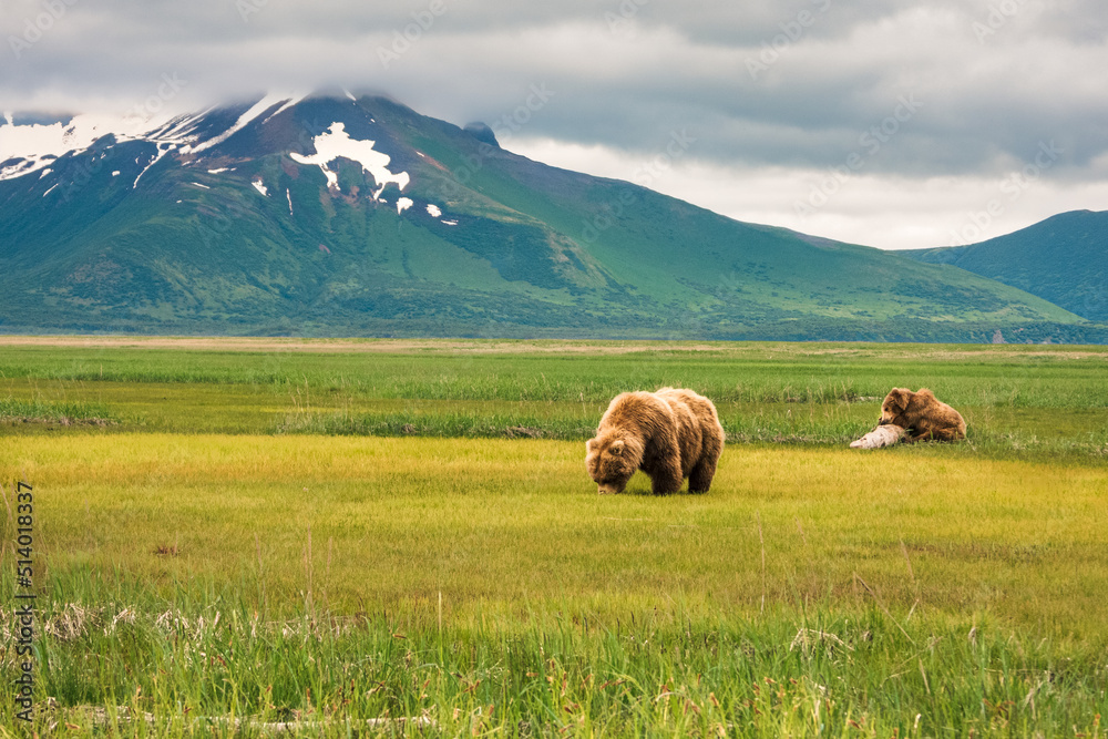Obraz premium Bear in the Mountains