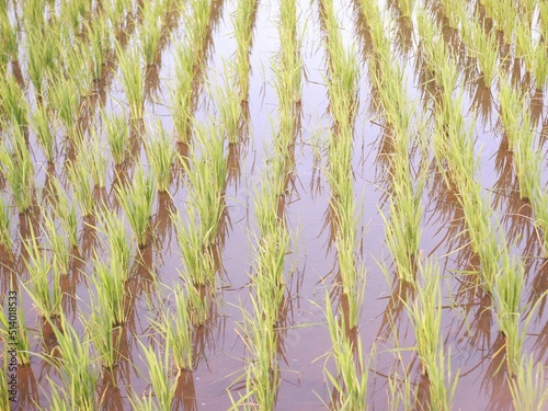 grass background, oriza sativa plant or rice field or green plant or tanaman padi di sawah photo