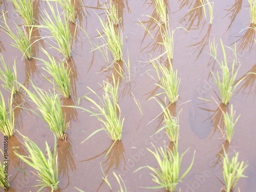 oriza sativa plant or rice field or green plant or tanaman padi di sawah