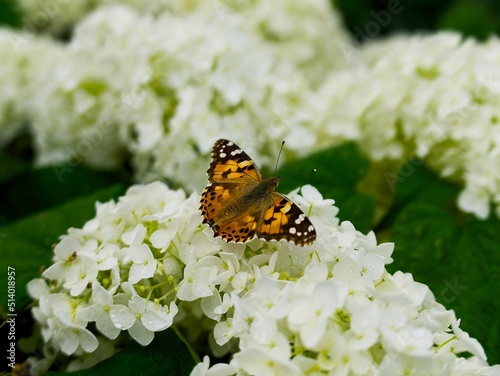 Photography orange and black butterfly sits on a white hydrangea flower