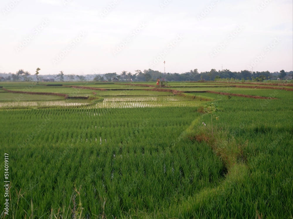 rice field, oriza sativa plant or rice field or green plant or tanaman padi di sawah milik petani indonesia
