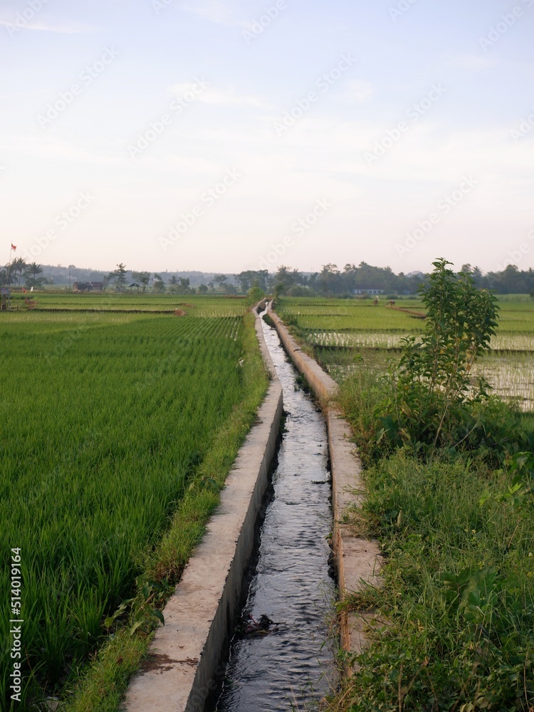 Obraz premium path in the field