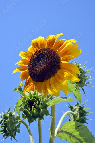 The first blossom of a mammoth sunflower plant.