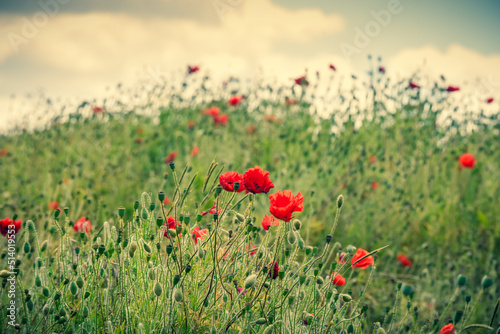 Field of poppies flowering in summer © tommoh29