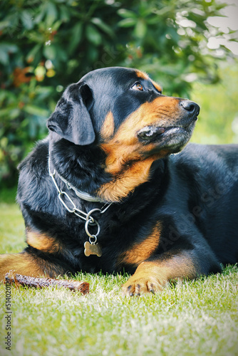 Male Rottweiler cross lying and looking.