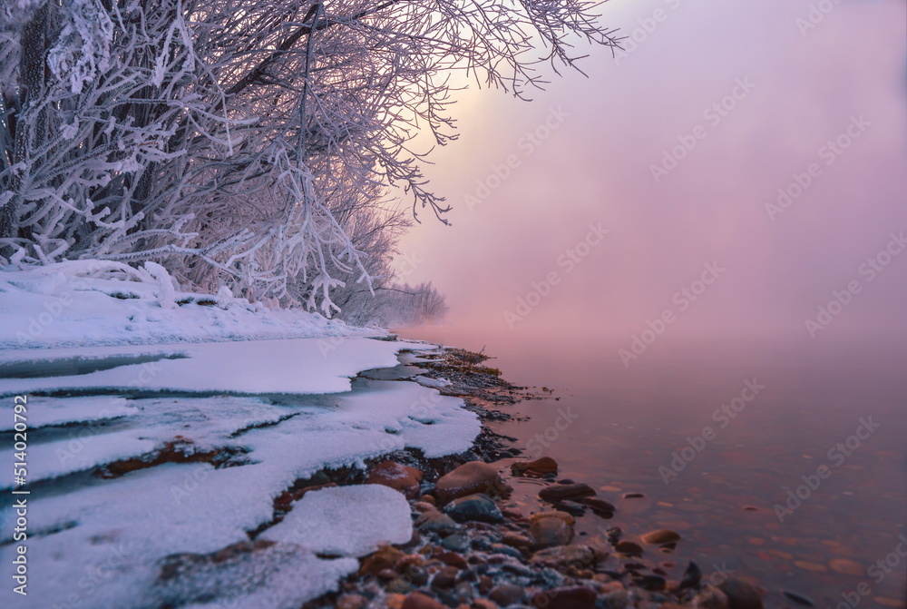 Fabulous Christmas trees in the fog on a winter river