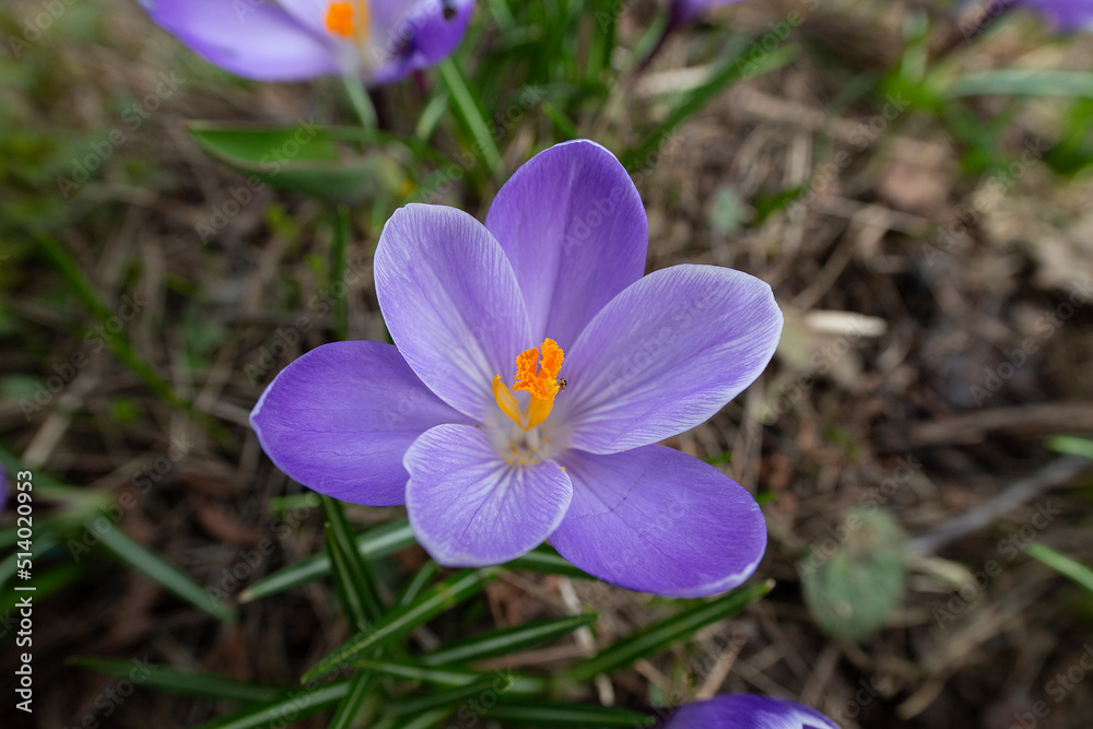 The first spring flowers Purple crocuses. Close-up. One flower. Selective focus, blurred background. The first spring flowers Purple crocuses. Close-up. One flower. Selective focus, blurred background.