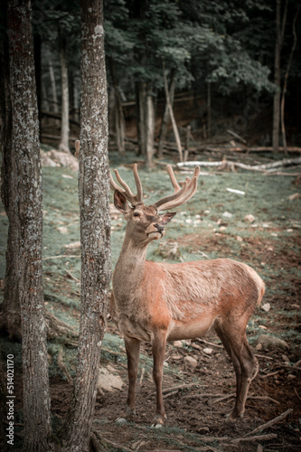 Elk in the forest © Dany