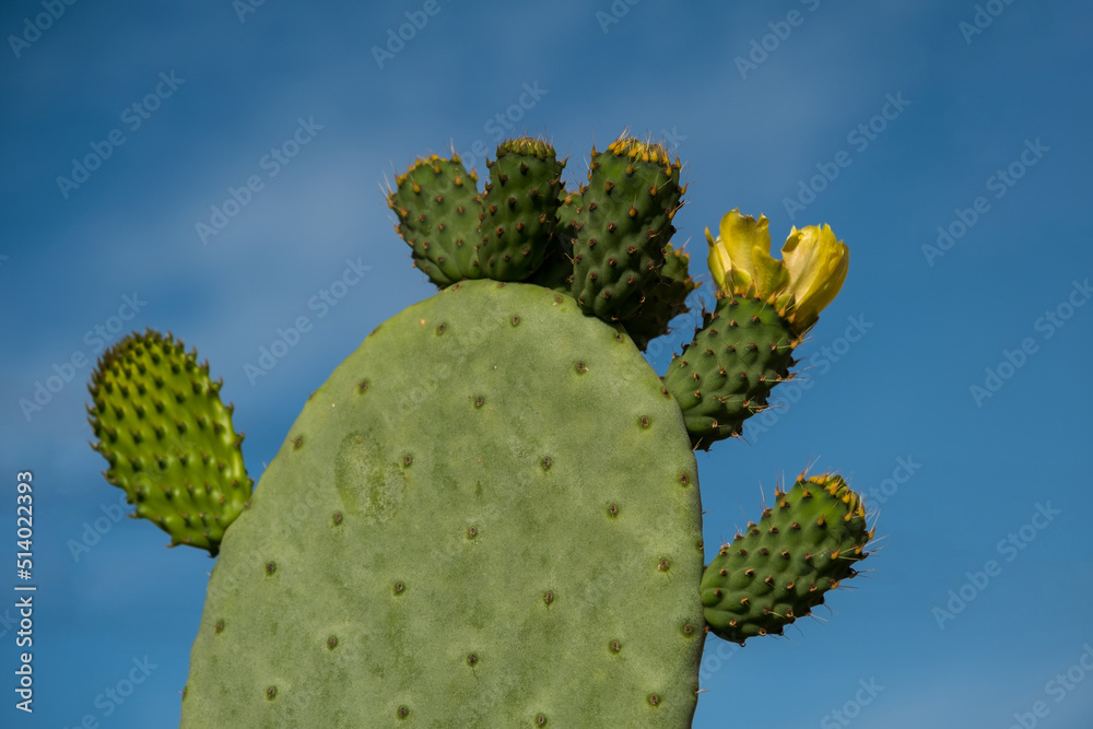 Cactus Opuntia on the blue sky background Cactus Opuntia on the blue sky background