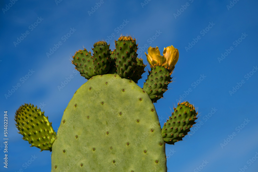 Cactus Opuntia on the blue sky background Cactus Opuntia on the blue sky background