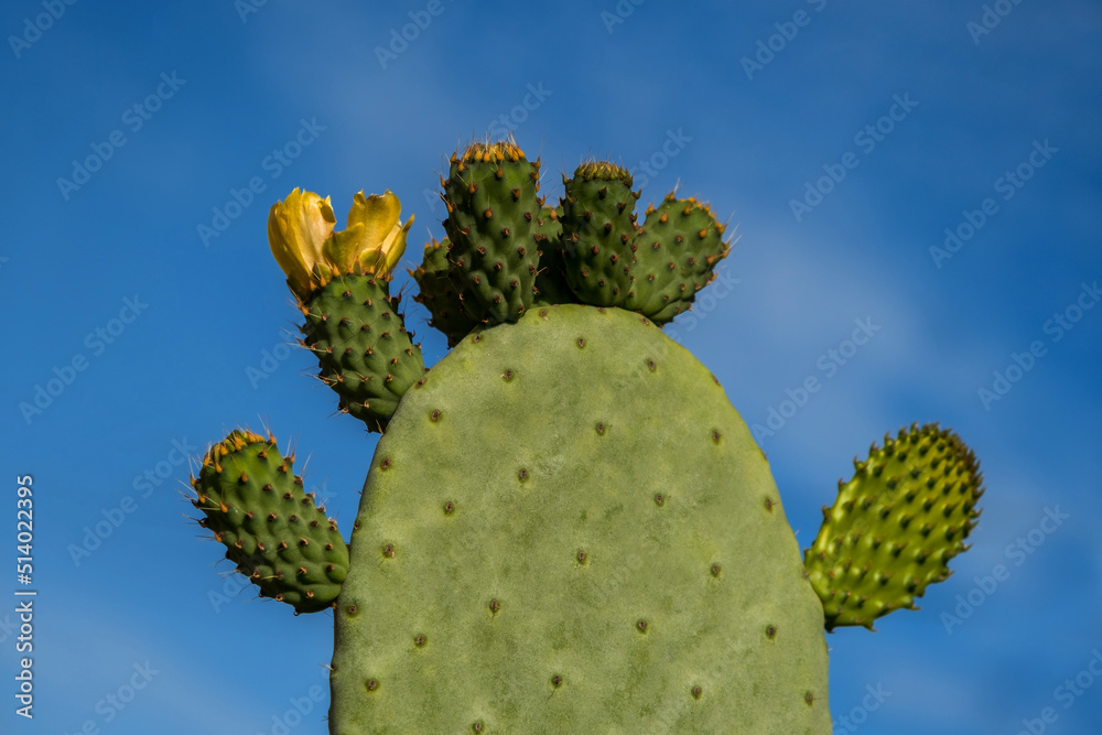 Cactus Opuntia on the blue sky background Cactus Opuntia on the blue sky background