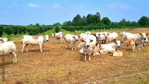 Herd of cows in Italy photo